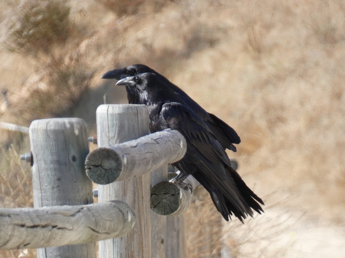 Common Raven - ML624171346