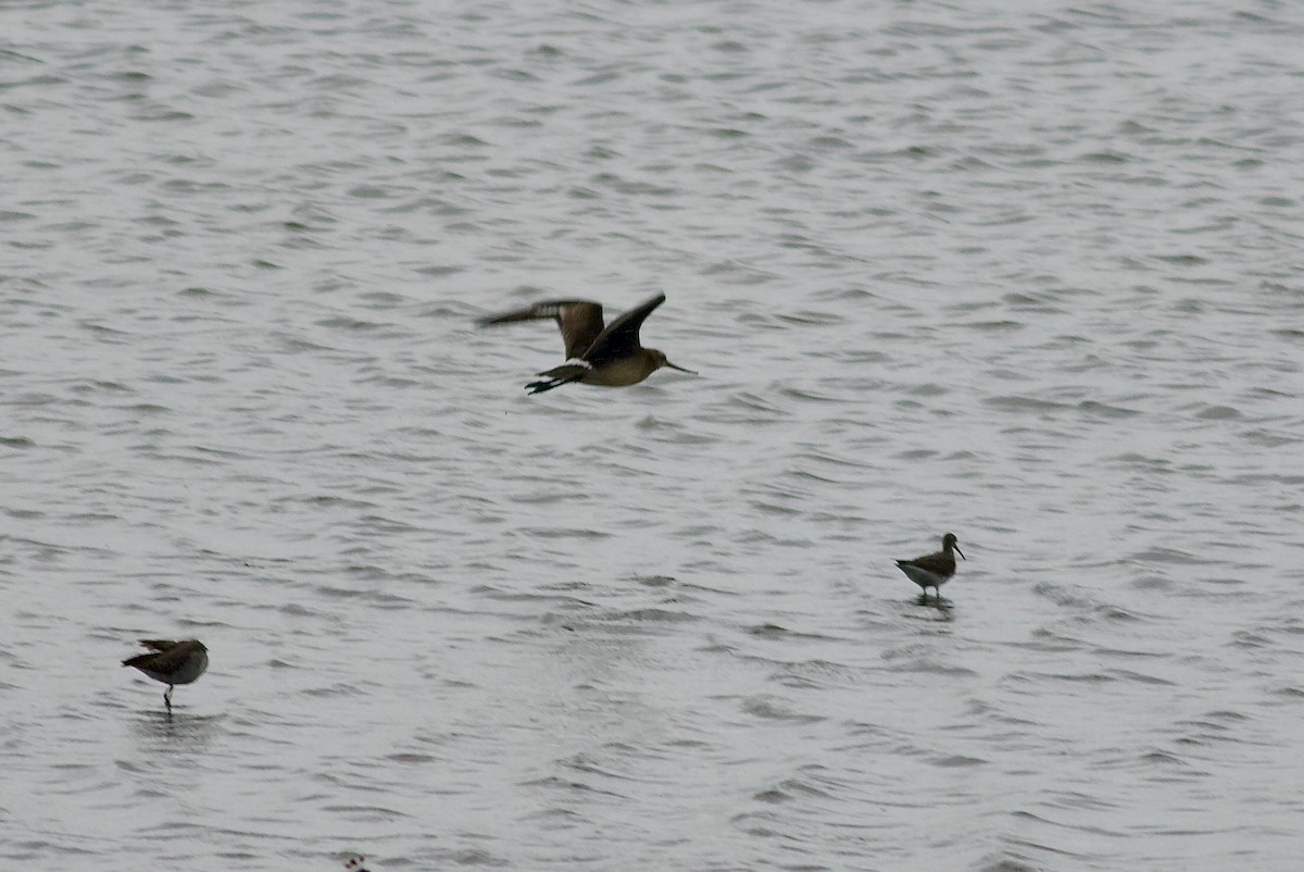 Hudsonian Godwit - ML624171368