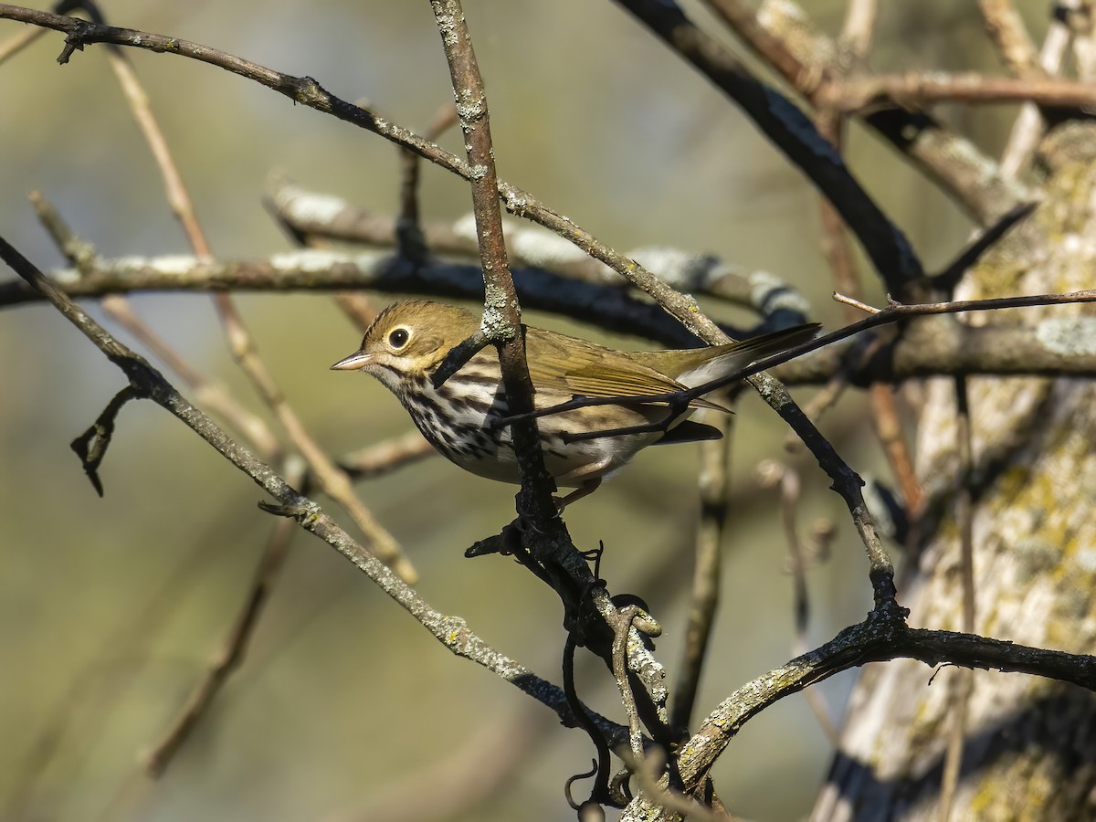 Ovenbird - Charlie Arp