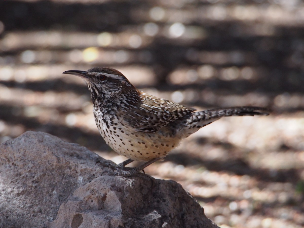 Canyon Wren - ML624171394