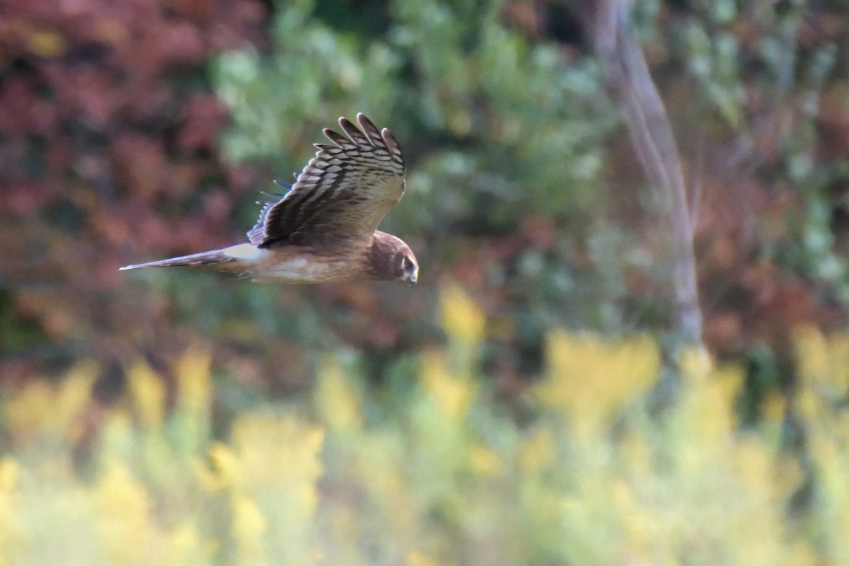 Northern Harrier - ML624171417