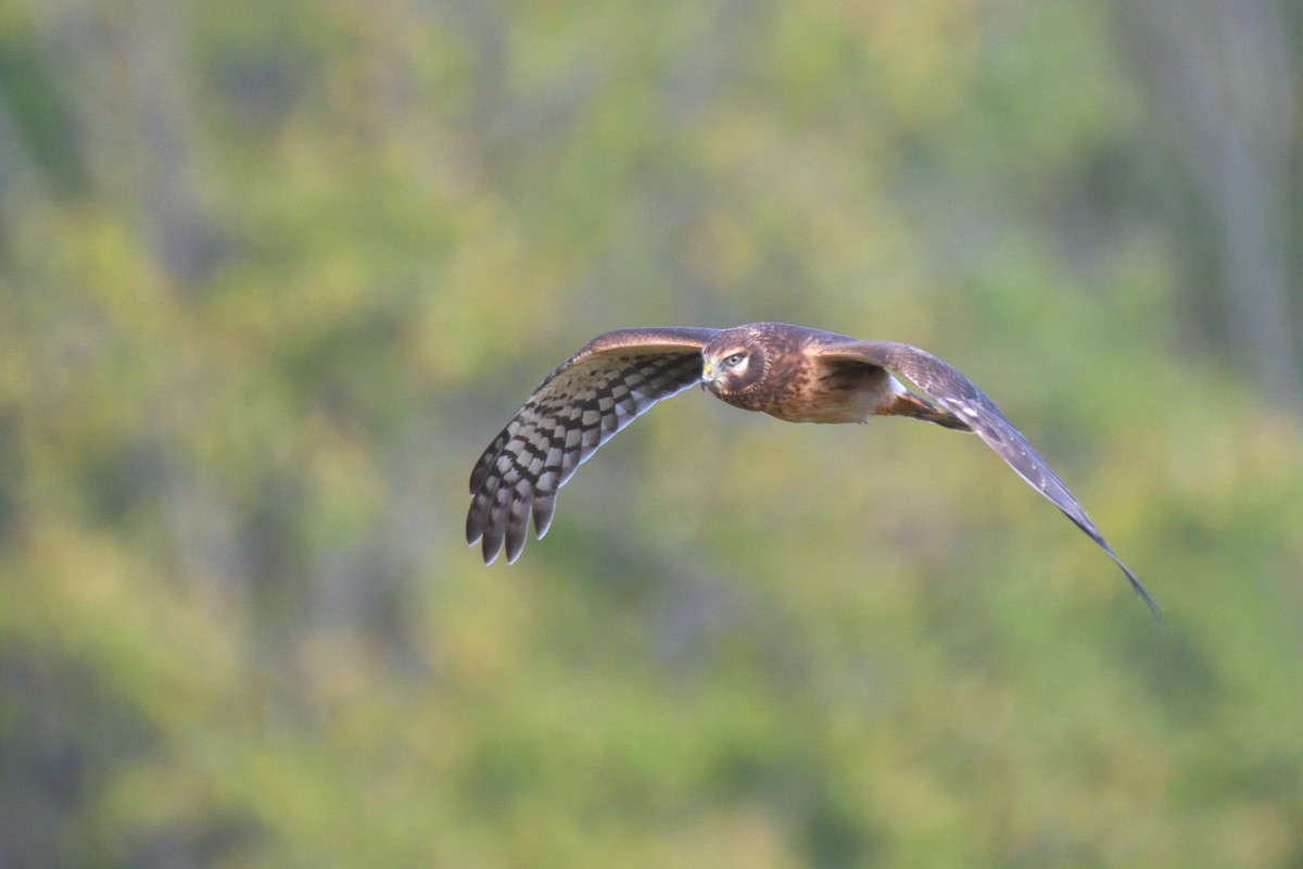 Northern Harrier - ML624171421