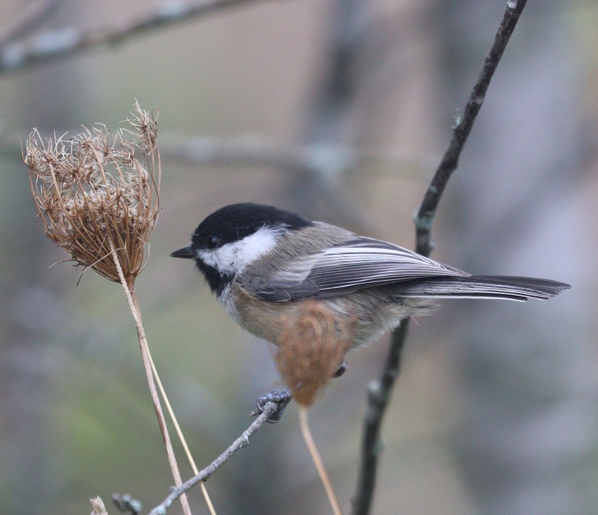 Black-capped Chickadee - ML624171424