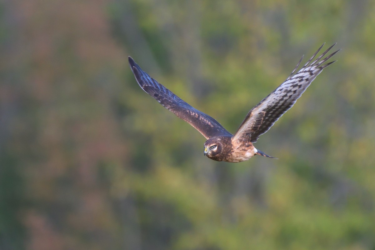 Northern Harrier - ML624171425