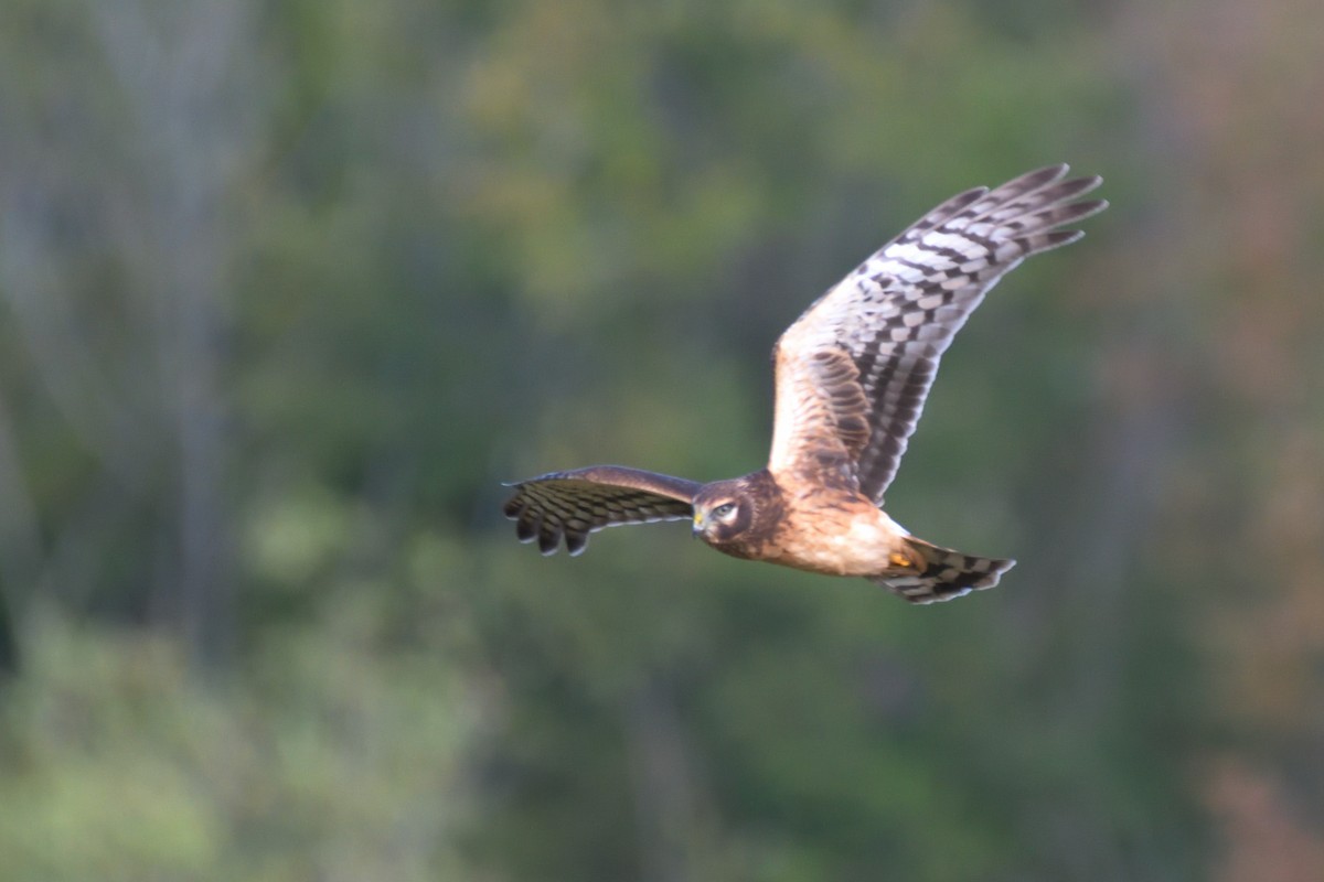 Northern Harrier - ML624171430