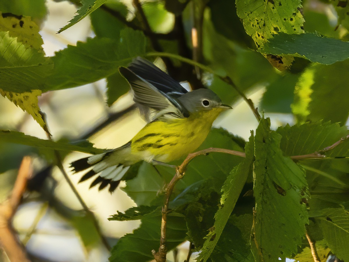 Magnolia Warbler - Charlie Arp