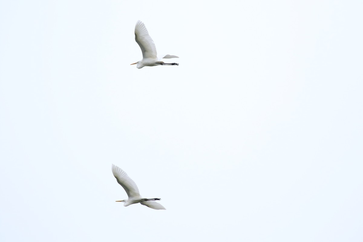 Great Egret (modesta) - ML624171492