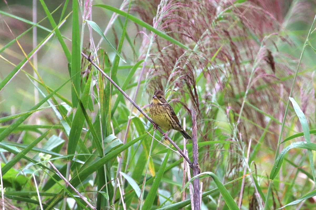 Masked Bunting - ML624171495