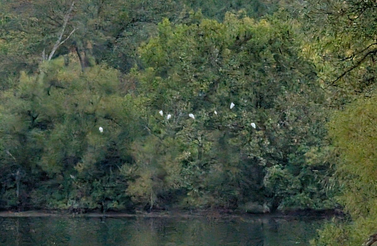 Great Egret - ML624171498