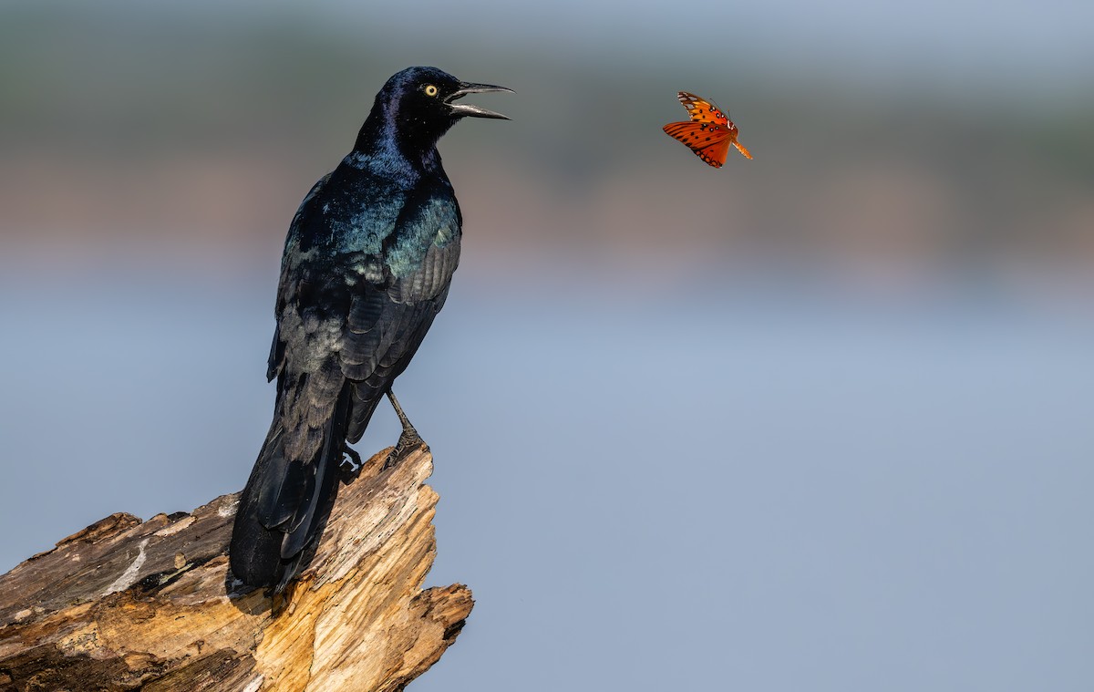 Boat-tailed Grackle - ML624171511