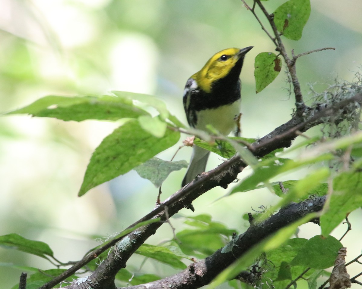 Black-throated Green Warbler - ML624171546