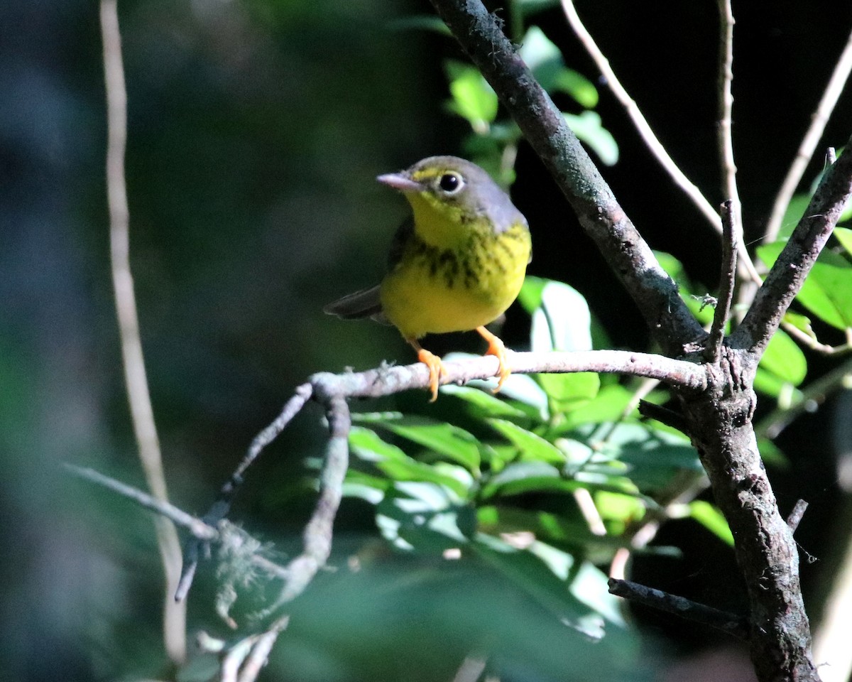 Canada Warbler - ML624171554