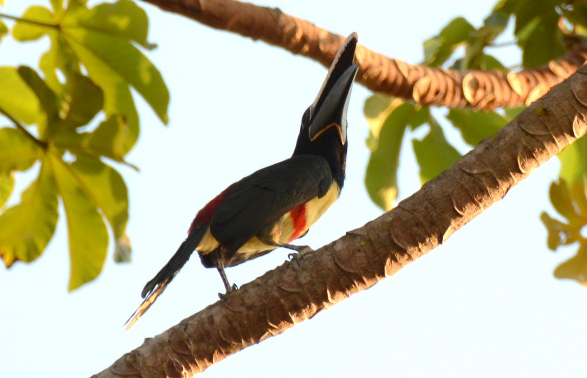 Black-necked Aracari - Maria Ogrzewalska