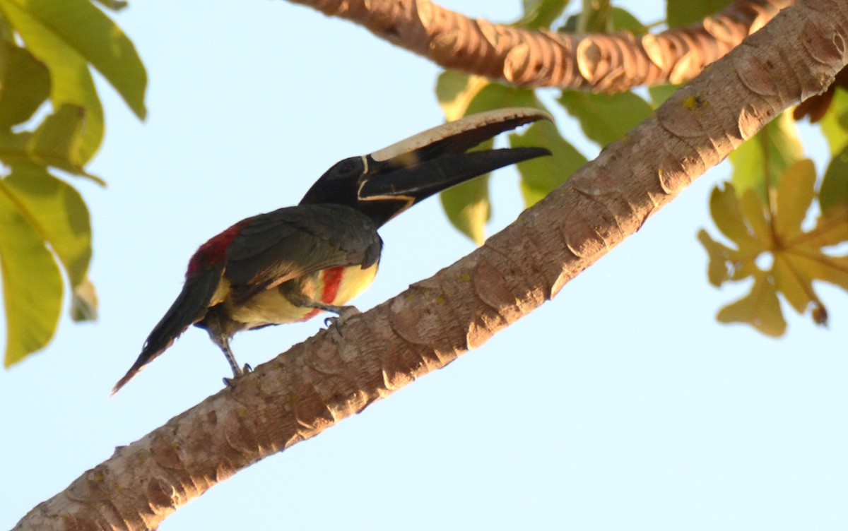 Black-necked Aracari - ML624171557