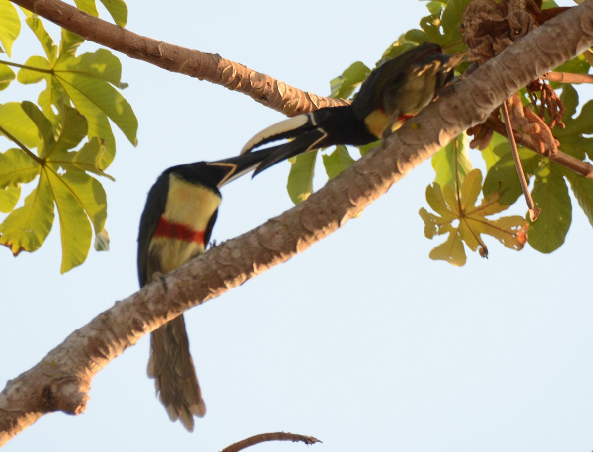 Black-necked Aracari - ML624171558