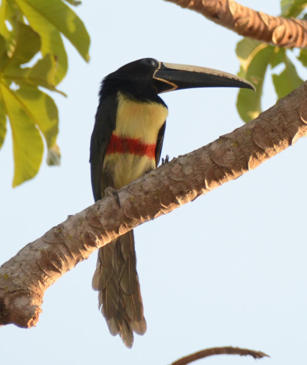 Black-necked Aracari - ML624171560