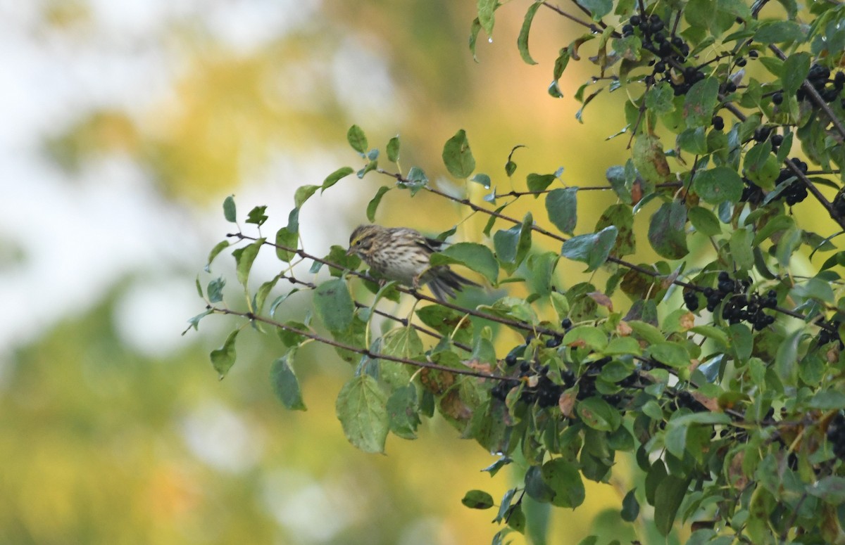 Savannah Sparrow - Tim Griffiths