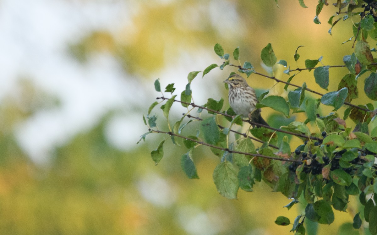 Savannah Sparrow - ML624171563