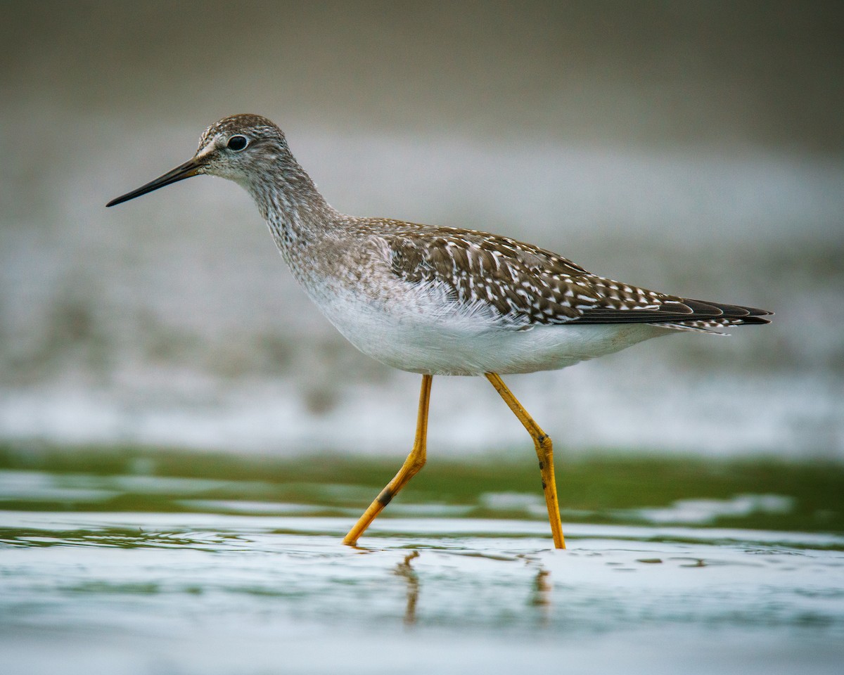 Lesser Yellowlegs - ML624171576