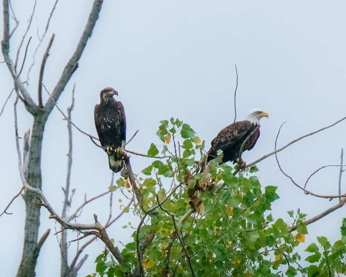 Bald Eagle - ML624171582