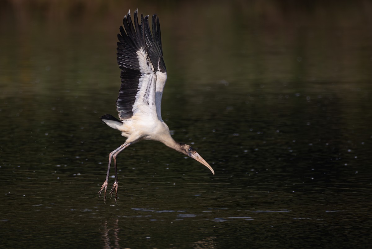 Wood Stork - ML624171587