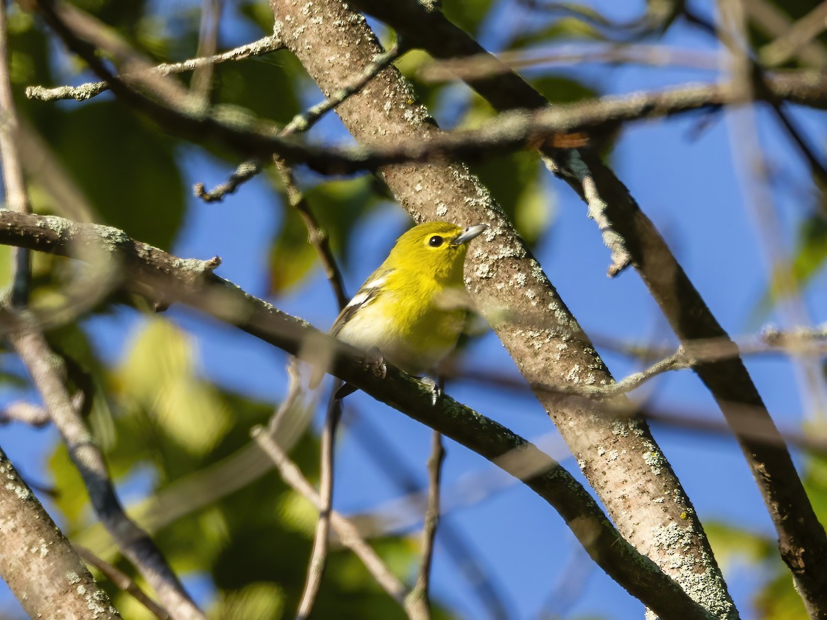 Yellow-throated Vireo - Charlie Arp