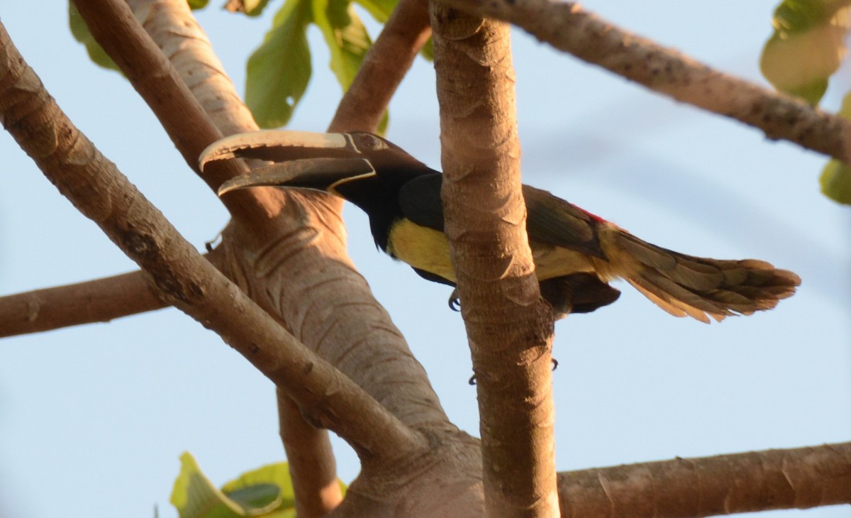 Black-necked Aracari - Maria Ogrzewalska