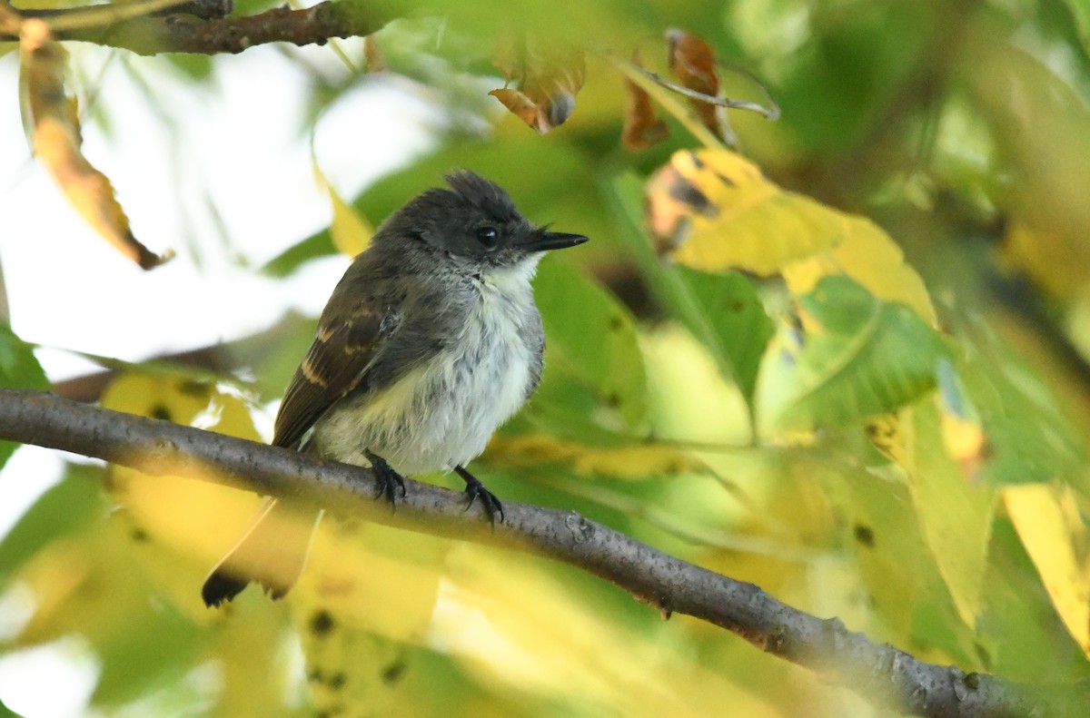 Eastern Phoebe - ML624171613