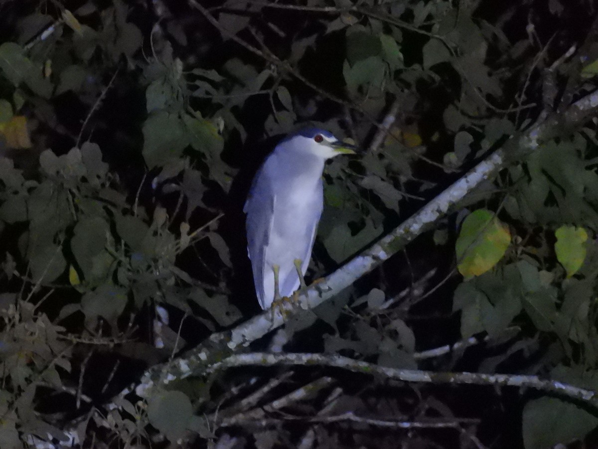 Black-crowned Night Heron - M. A. Noack