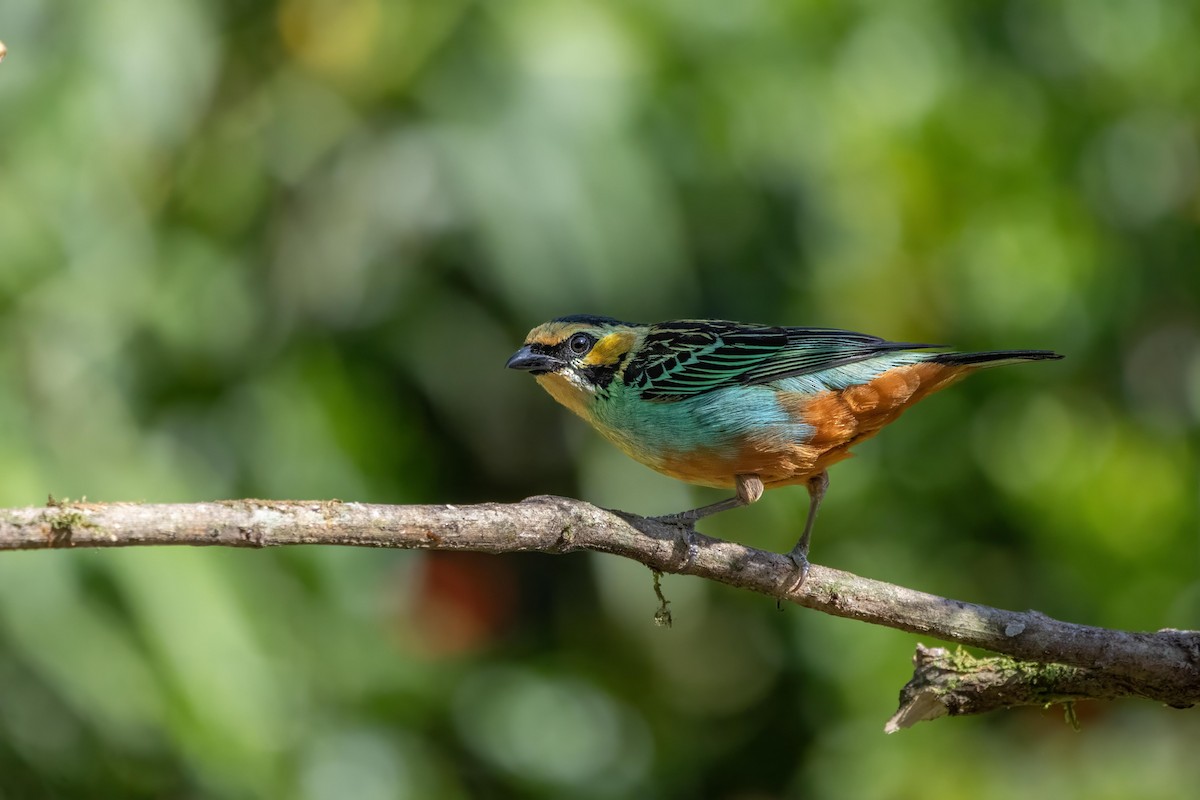 Golden-eared Tanager - ML624171622