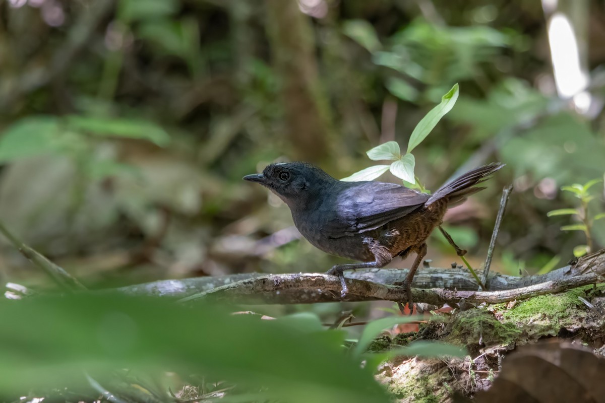 White-crowned Tapaculo - ML624171636