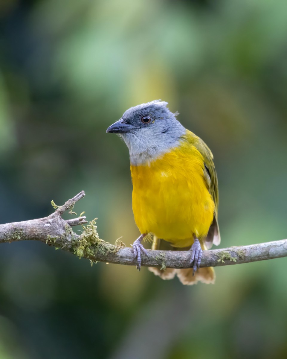 Gray-headed Tanager - ML624171652