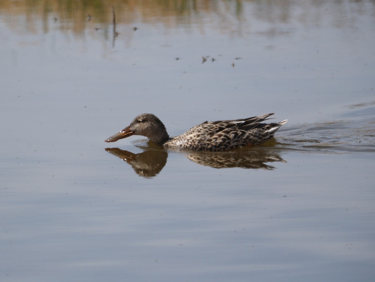 Northern Shoveler - ML624171676