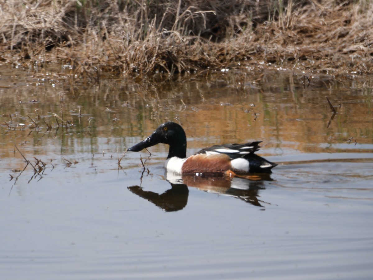 Northern Shoveler - ML624171677