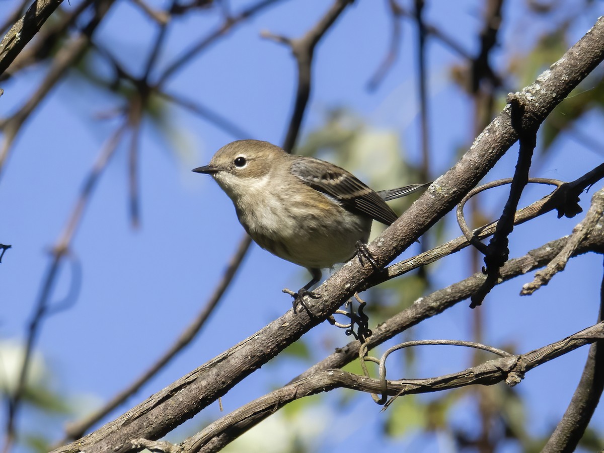 Yellow-rumped Warbler - Charlie Arp