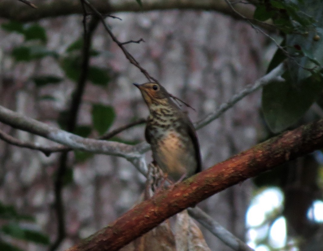 Swainson's Thrush - ML624171701