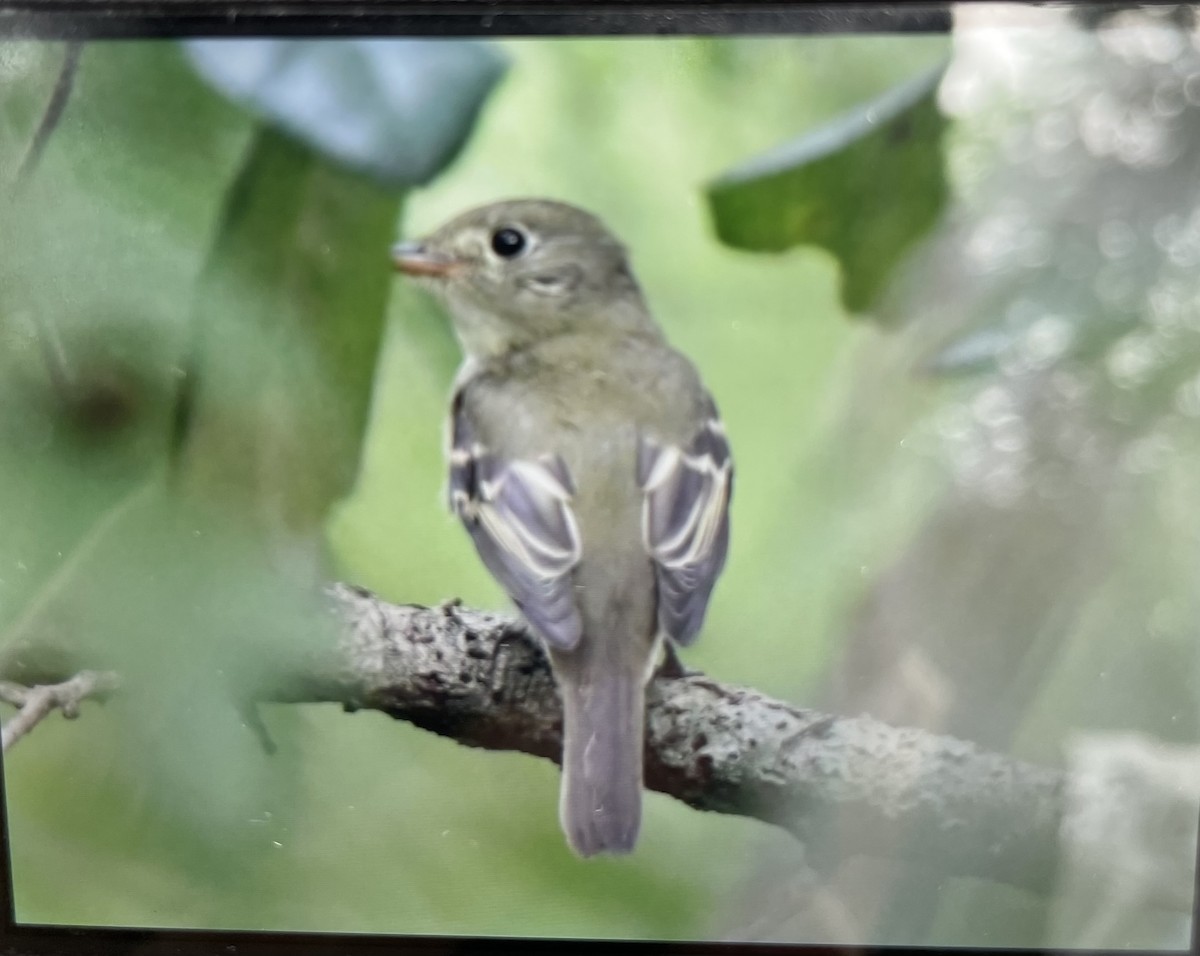 Acadian Flycatcher - ML624171703