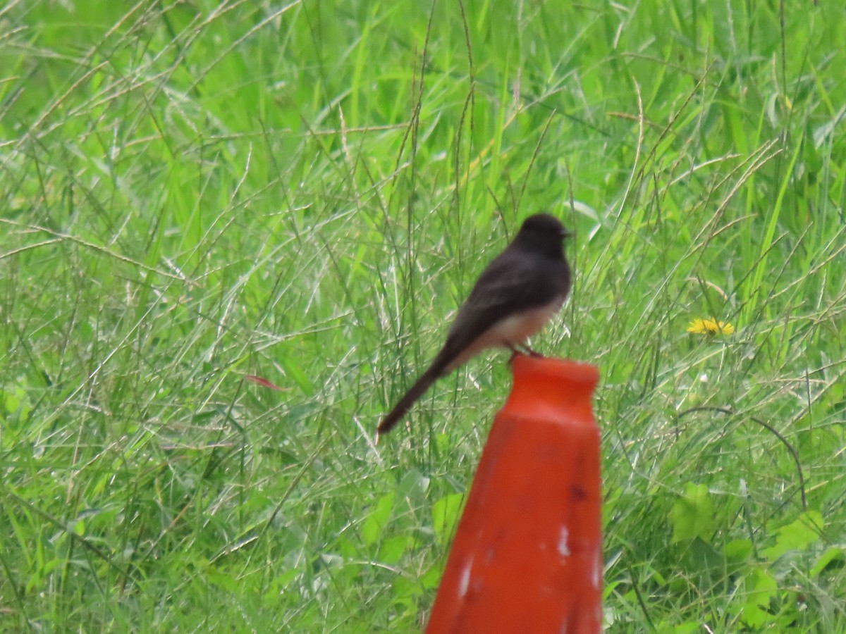 Black Phoebe - ML624171706