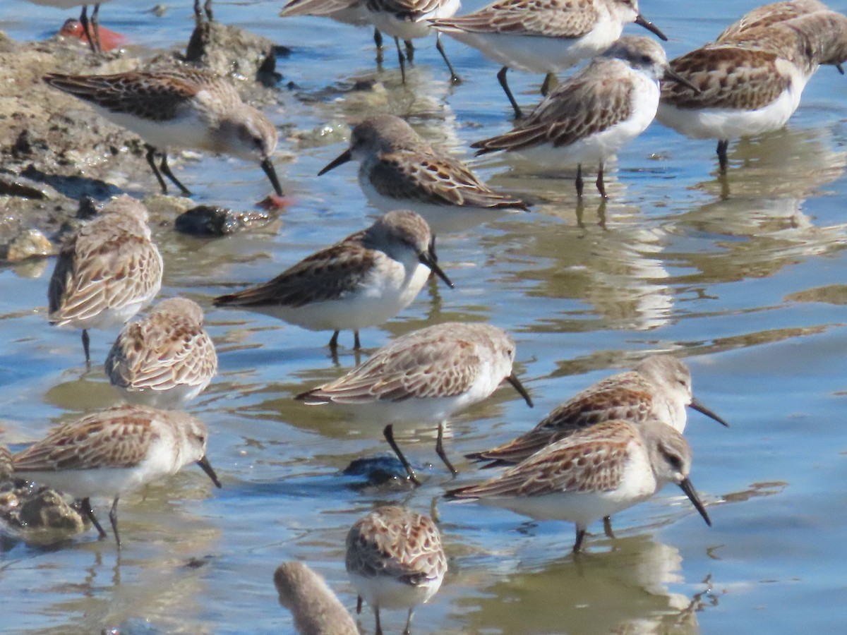 Western Sandpiper - Nancy Salem