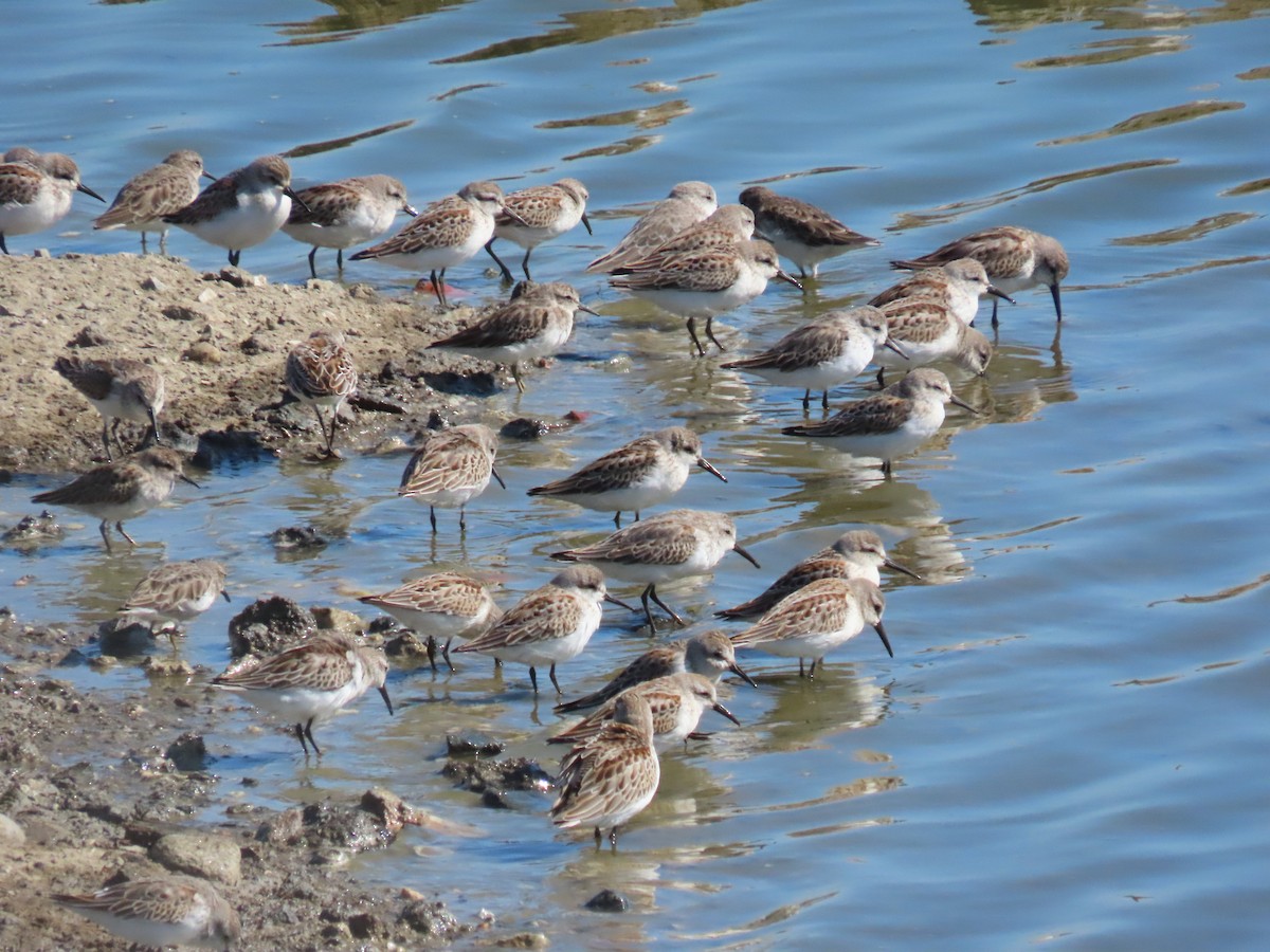 Western Sandpiper - ML624171708