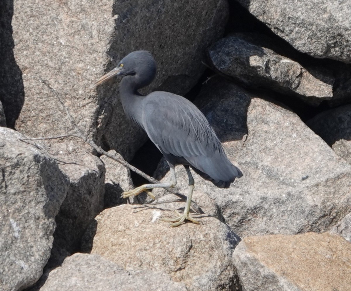 Pacific Reef-Heron - ML624171717