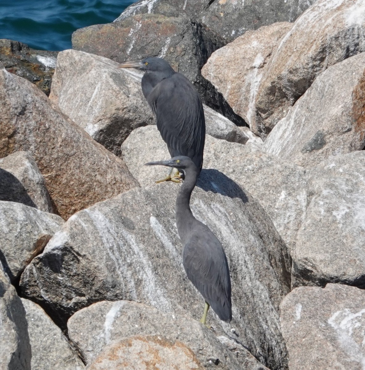 Pacific Reef-Heron - ML624171718