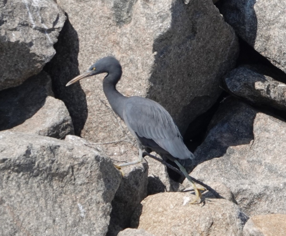 Pacific Reef-Heron - ML624171719