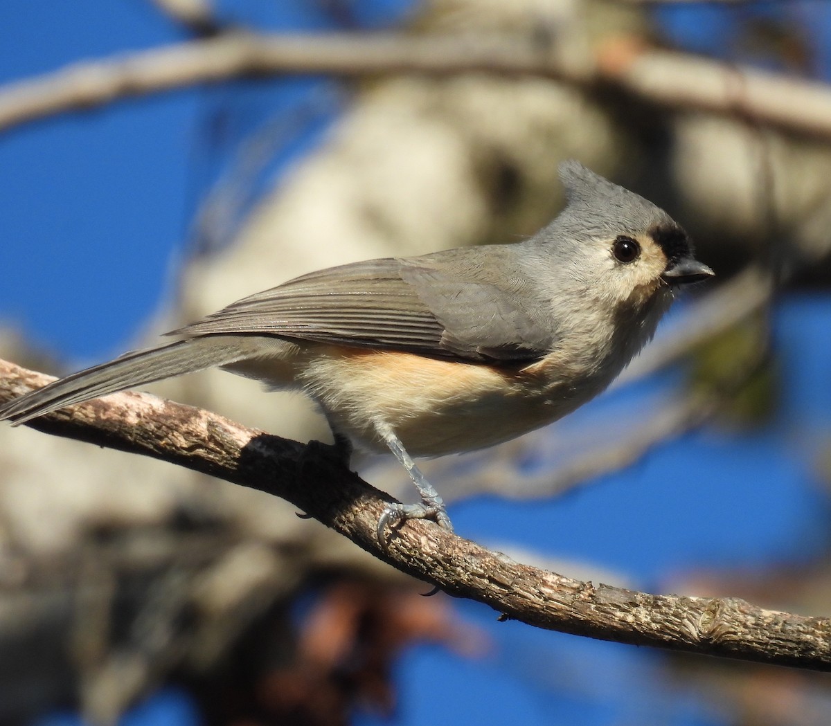 Tufted Titmouse - ML624171741