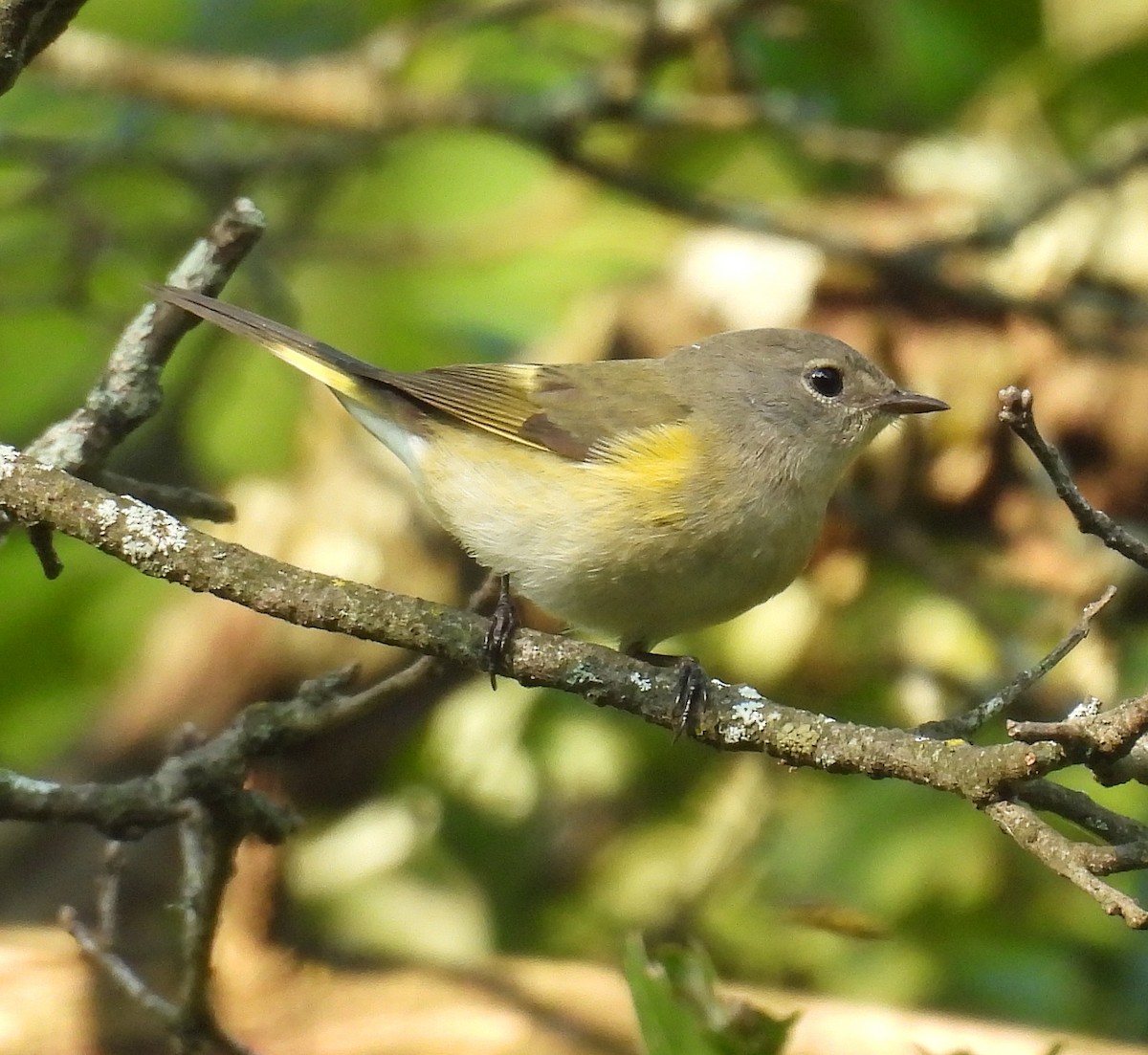 American Redstart - ML624171754