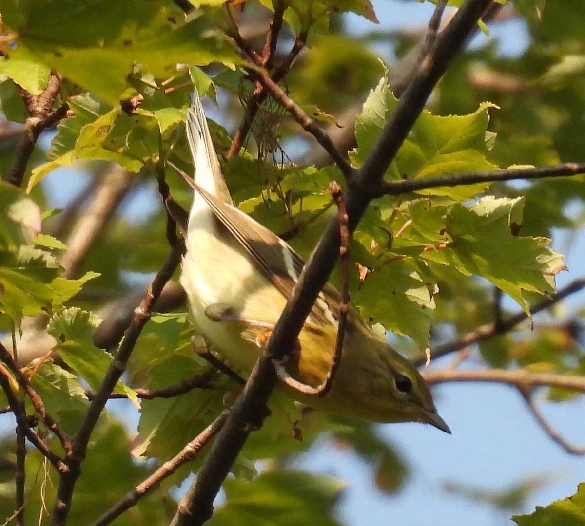 Blackpoll Warbler - ML624171758