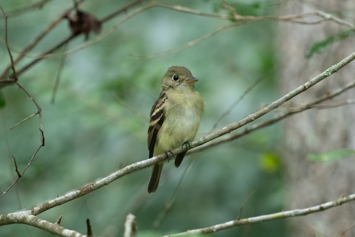 Empidonax sp. - ML624171763