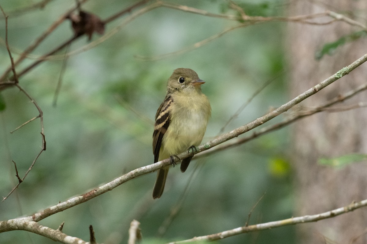 Empidonax sp. - ML624171775