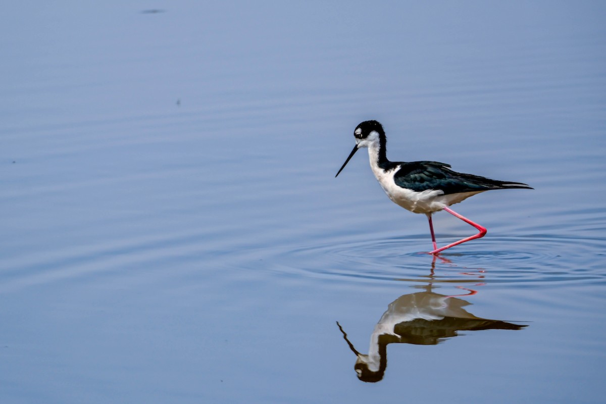 Black-necked Stilt - ML624171777