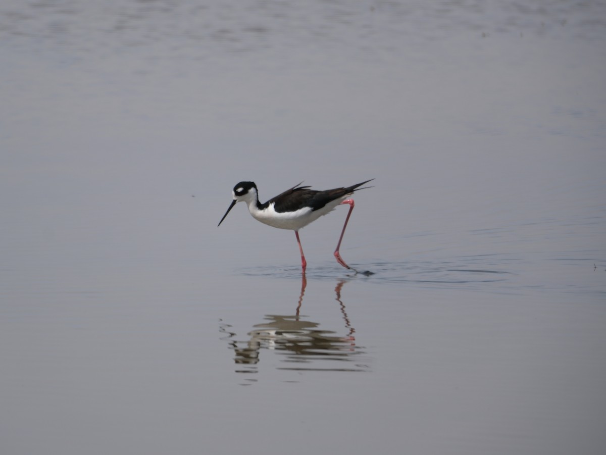 Black-necked Stilt - ML624171779